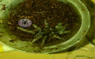 lyrognathus giannisposatoi tarantula